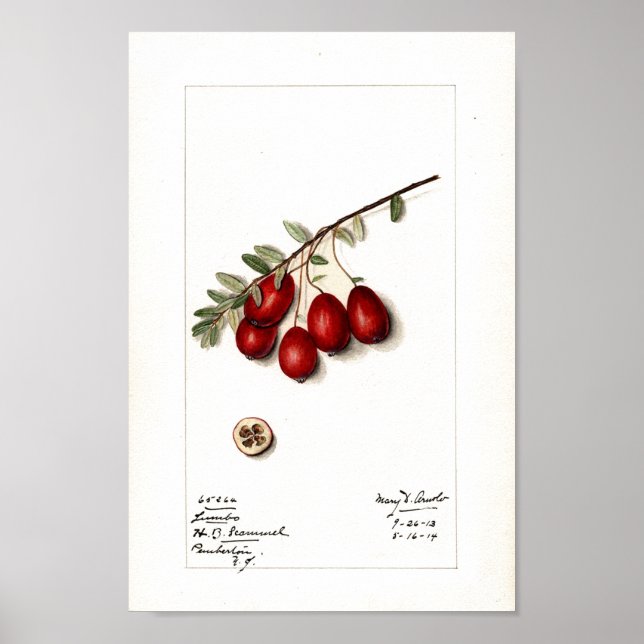 Poster - Airelas (Frente)