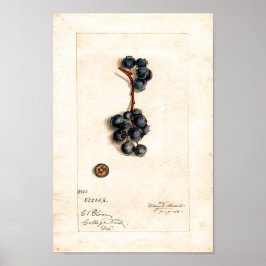 Poster - Airelas Blueberry Por James Shull