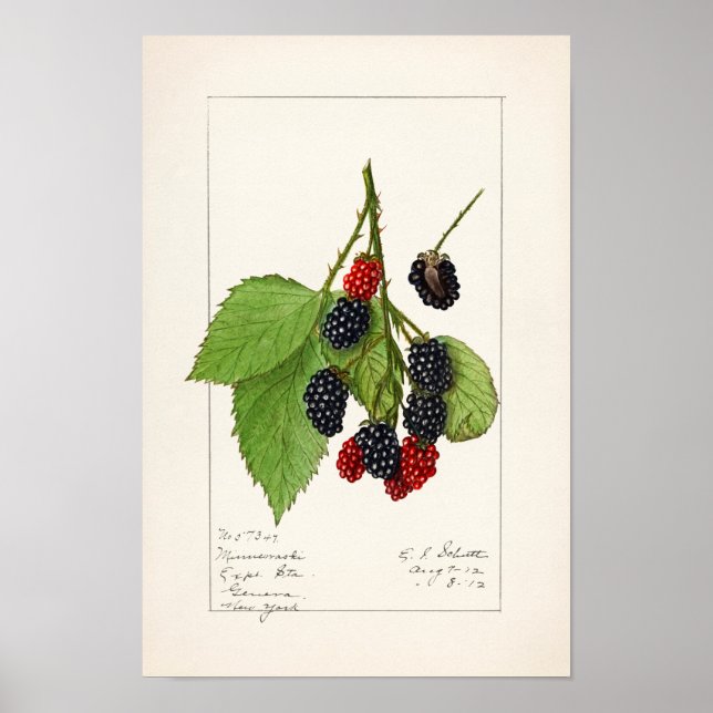 Poster Airelas (Rubus subg. Rubus Watson) Fruta (Frente)