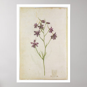 Póster Ajacis do Delphinium, c.1568