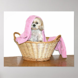 Poster Ajudante da lavanderia