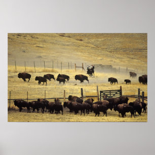 Poster Ajuntamento nacional da escala do bisonte em