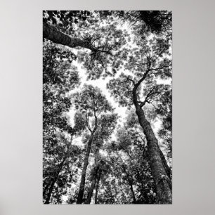 Poster Ajustado natural (partes superiores da árvore)