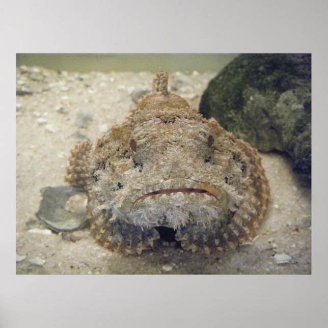 Póster Alabama Sea Life #3 Canvas Print (Frente)