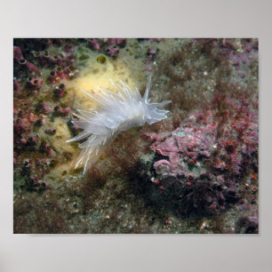 Poster Alabaster Nudibranch
