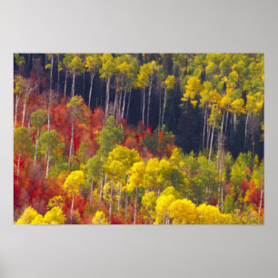 Póster Álamos coloridos em Logan Canyon Utah no