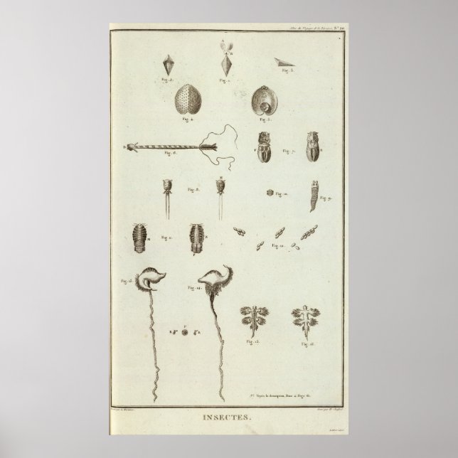 Póster Alasca 3 (Frente)