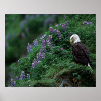 Alasca, Ilha Unalaska Águia-careca entre Nootka
