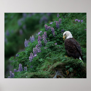 Póster Alasca, Ilha Unalaska Águia-careca entre Nootka