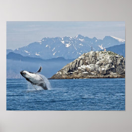 Poster Alaska Humpback Whale Wildlife Photo