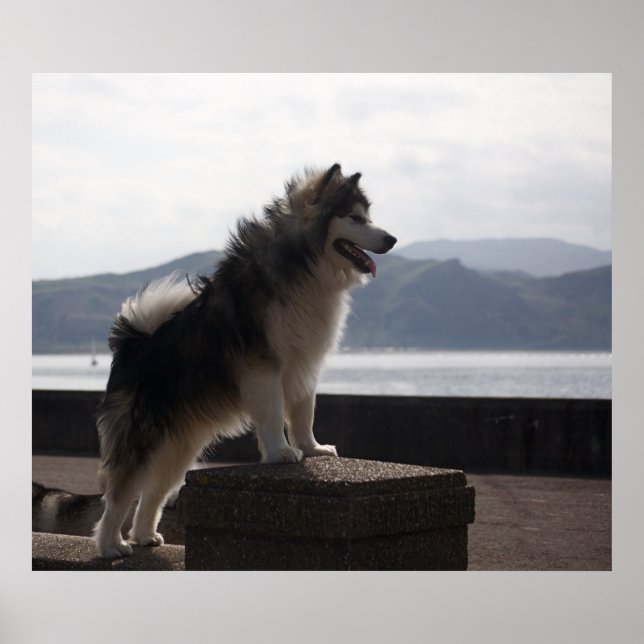 Poster Alaskan Malamute (Frente)