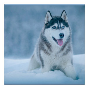 Póster Alaskan Malamute caminhando em campo de neve