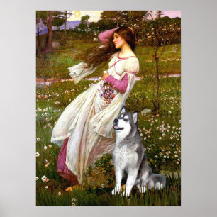 Póster Alaskan Malamute - Windflower