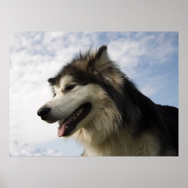 Póster Alaskan Malamutes (Frente)