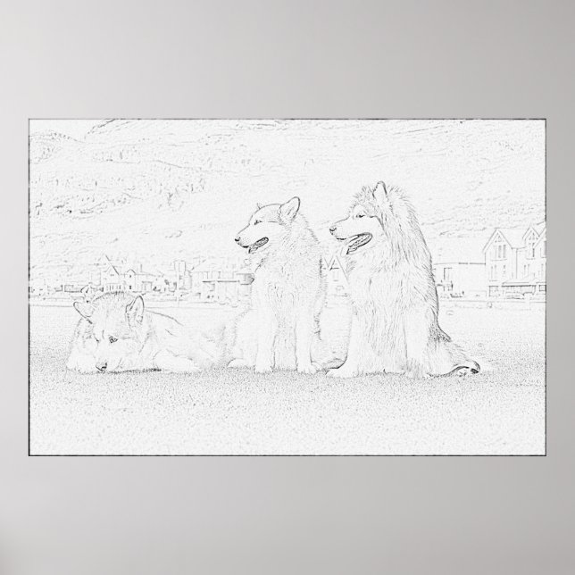 Póster Alaskan Malamutes (Frente)
