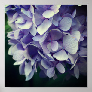 Poster Alavanca Azul Hydrangea Flor Fecha