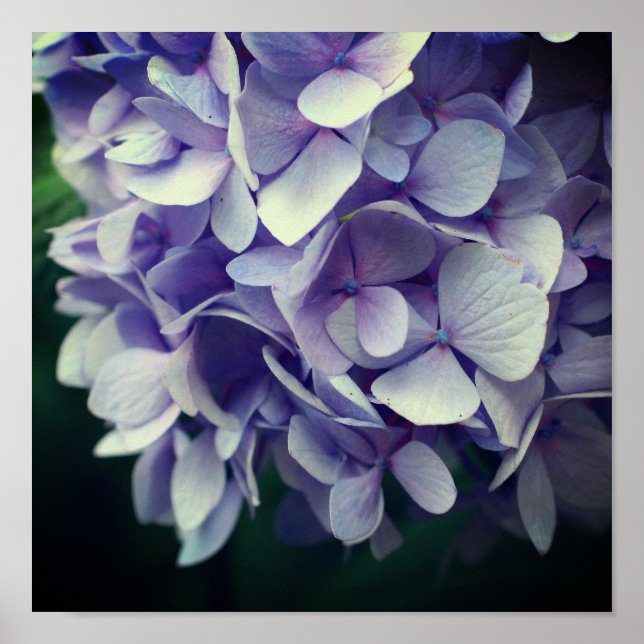 Poster Alavanca Azul Hydrangea Flor Fecha (Frente)