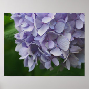 Poster Alavanca Azul Hydrangea Flor Fecha