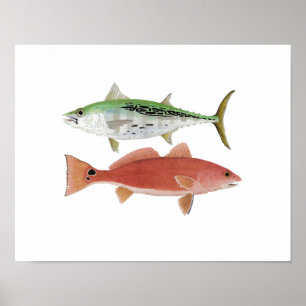 Poster Albacore & Redfish Artwork