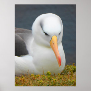 Póster Albatross Bird, ao largo da costa da Nova Zelândi
