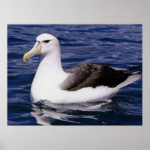 Poster Albatroz