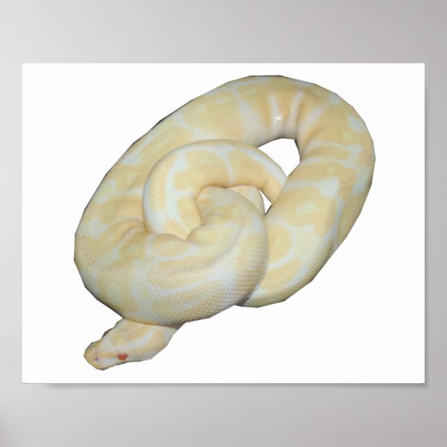 Poster Albino Bumble Bee (Frente)