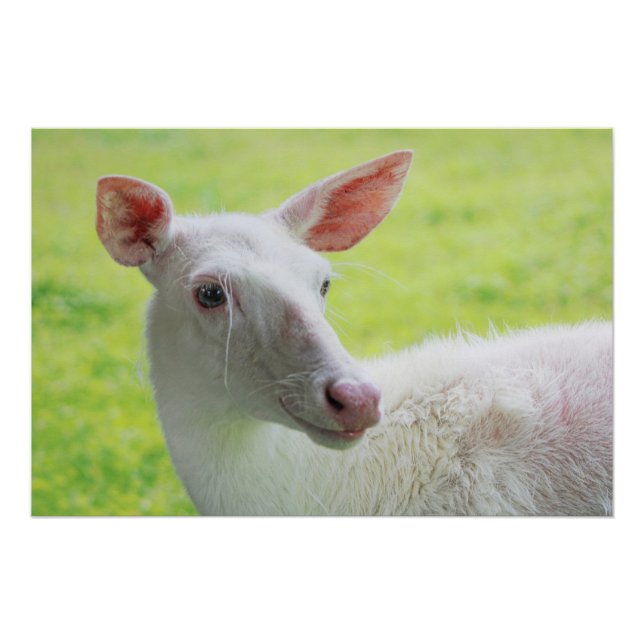 Póster Albino Deer (Frente)