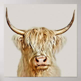 Poster Albino Highland Cow