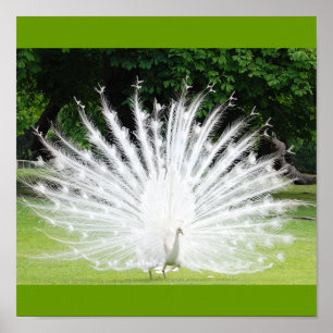 Póster Albino-Pavão