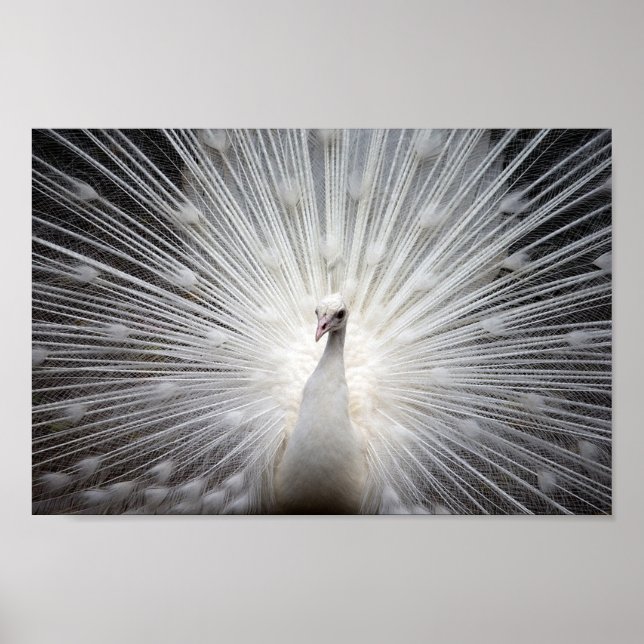 Poster Albino Peacock (Frente)