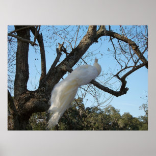 Poster Albino Peacock em uma árvore