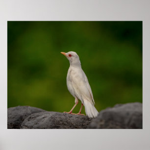 Póster Albino Robin em Crown Point 20x16