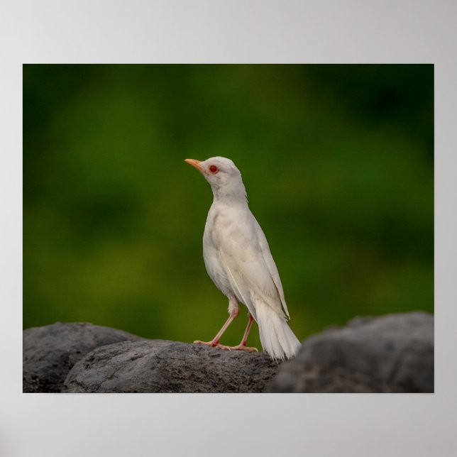 Póster Albino Robin em Crown Point 20x16 (Frente)