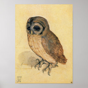 Póster Albrecht Durer, A Pequena Coruja