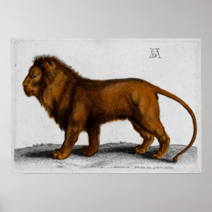 Póster Albrecht Durer Color Engraving Lion