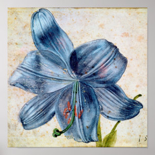 Poster Albrecht Durer - Estudo De Lily