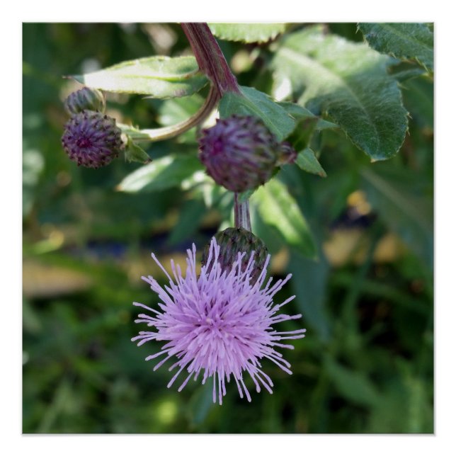 Póster alça roxa (Frente)