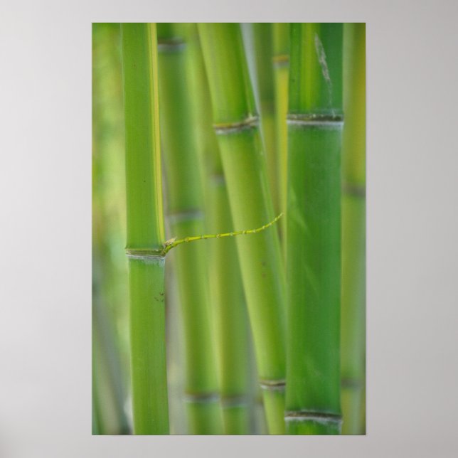 Poster Alcance (Frente)