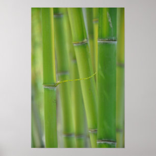 Poster Alcance para fora