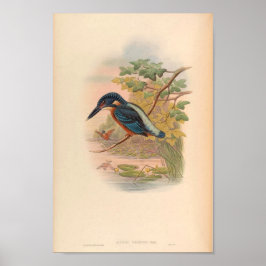 Poster Alcdedo Grandis Kingfisher Vintage Bird Da Ásia