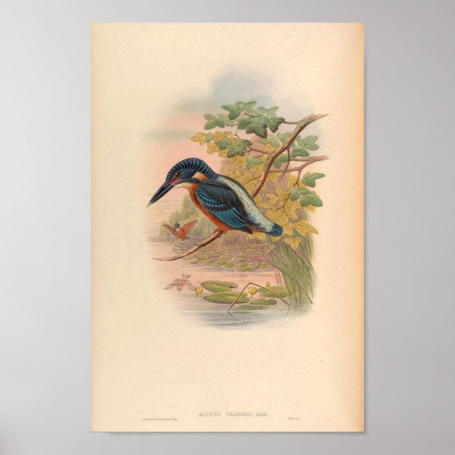 Poster Alcdedo Grandis Kingfisher Vintage Bird Da Ásia (Frente)