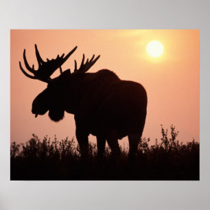 Poster alce, Alces alces, touro com grandes chifres,