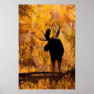 Póster Alce (Alces Alces) Touro em Salgueiros Dourados 2