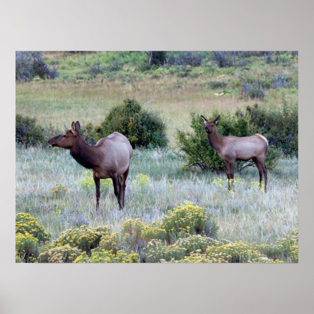 Poster Alce Americano | Colorado (Frente)