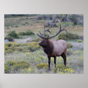 Poster Alce Americano   Parque Nacional Rocky, Colorado