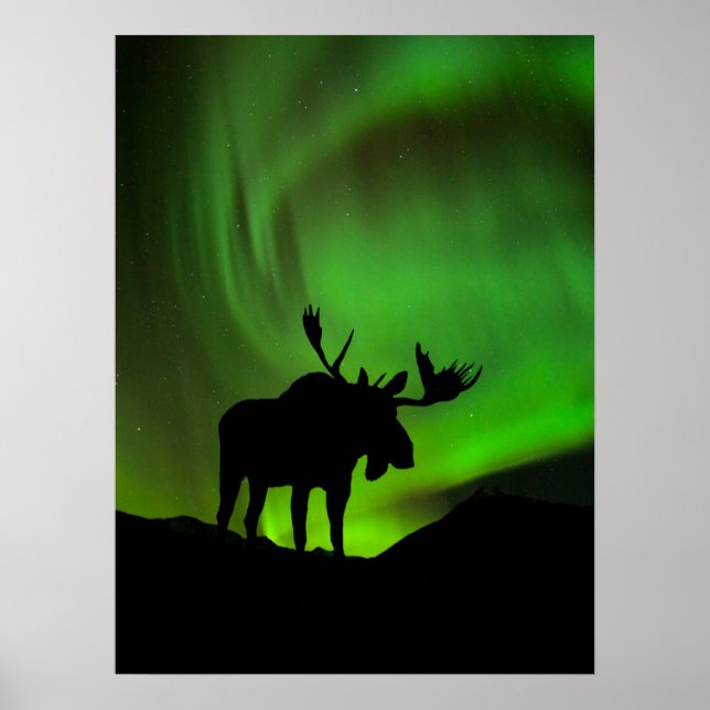 Poster Alce com Aurora Verde Borealis, Alasca (Frente)