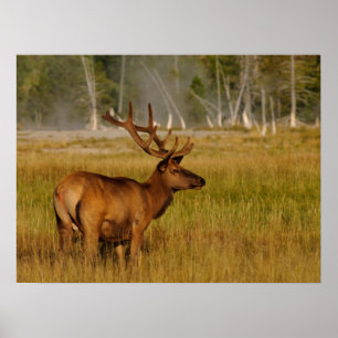 Poster Alce das Montanhas Rochosas Parque Nacional de Y