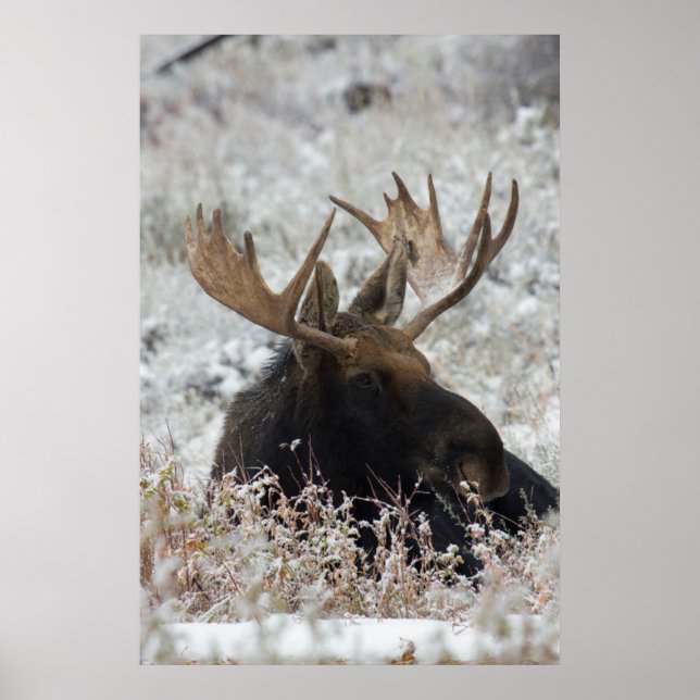 Poster alce-do-canadá-macho (Frente)