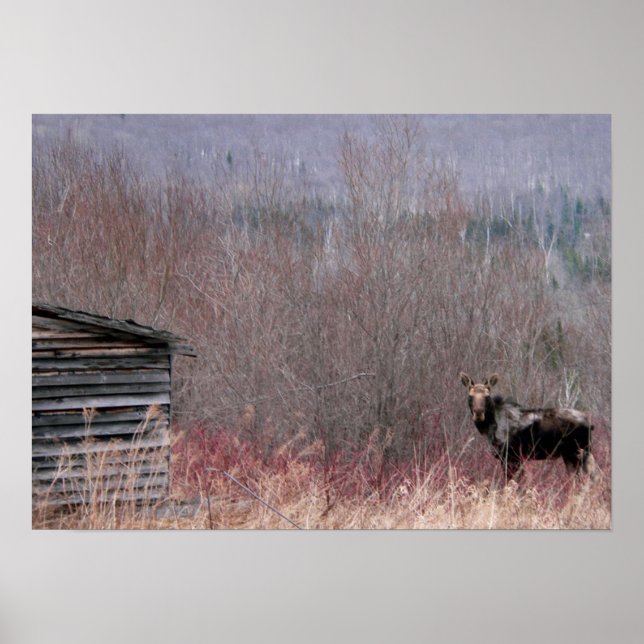 Póster alce e casa antiga (Frente)