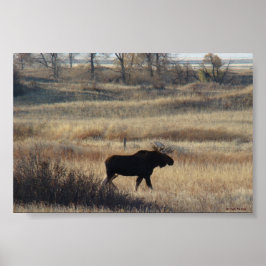 Poster Alce M5 nos Sand Hills